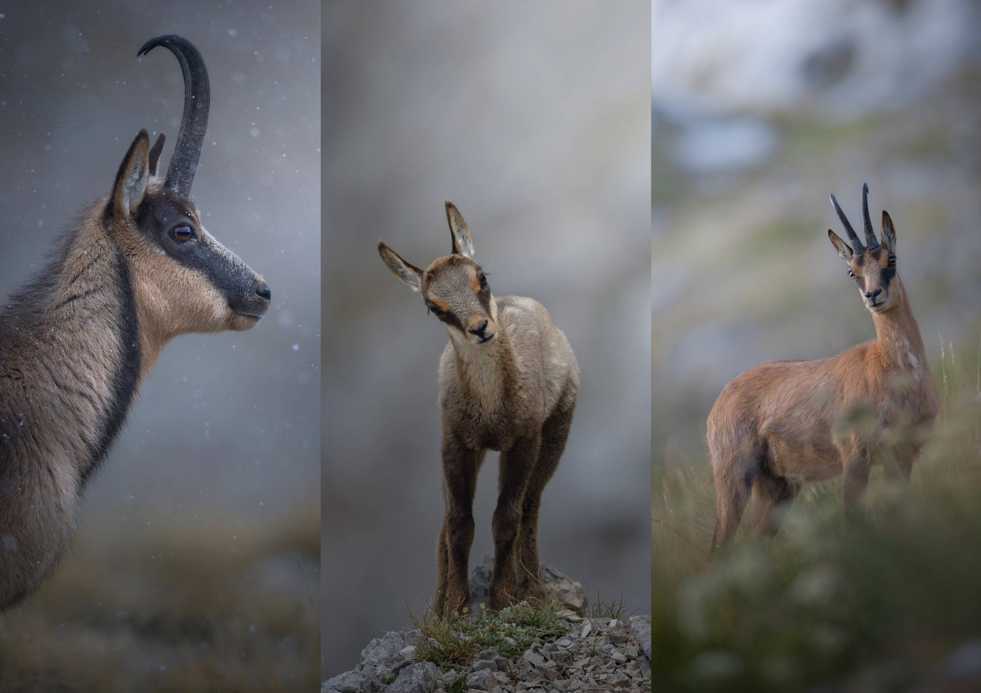 Alessandro Di Modica - Appennine Chamois