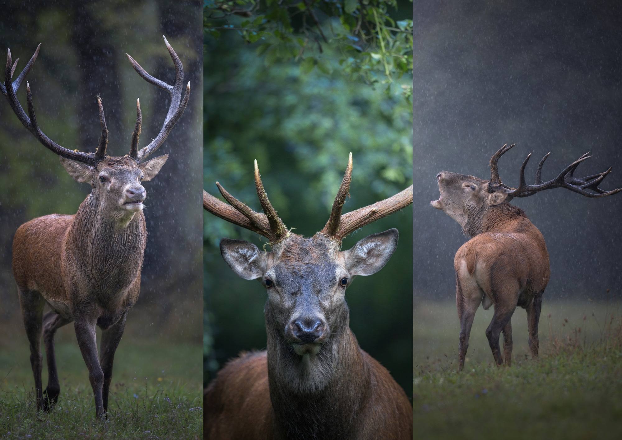 Alessandro Di Modica - Red Deer