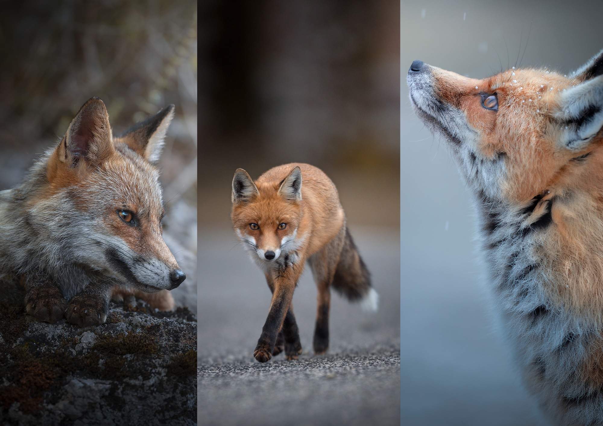 Alessandro Di Modica - Appennine Fox