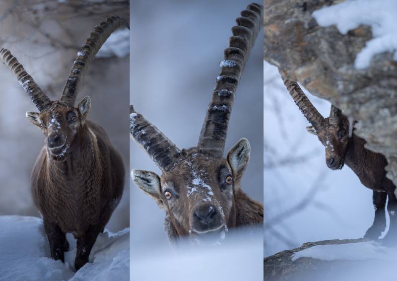 Alpine Ibex and Chamois