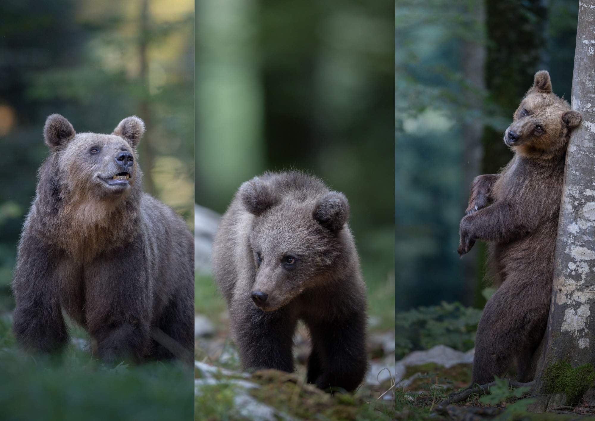 Alessandro Di Modica - Brown Bear