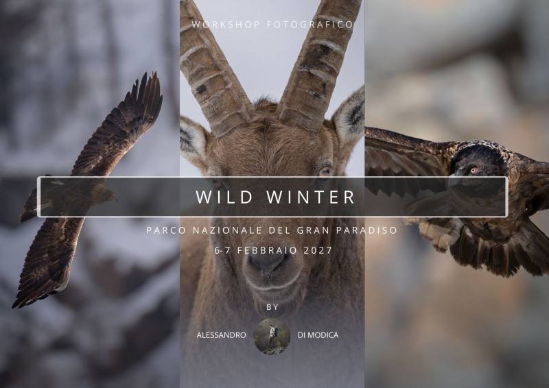 WILD WINTER 6-7 FEBRUARY 2027