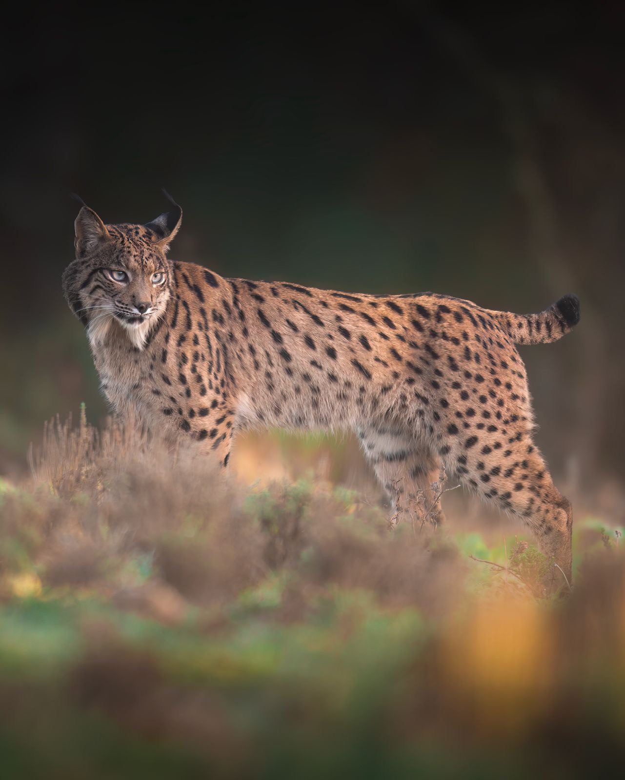 4ac0a785-4e76-466e-b6a5-0f0767e9fffa