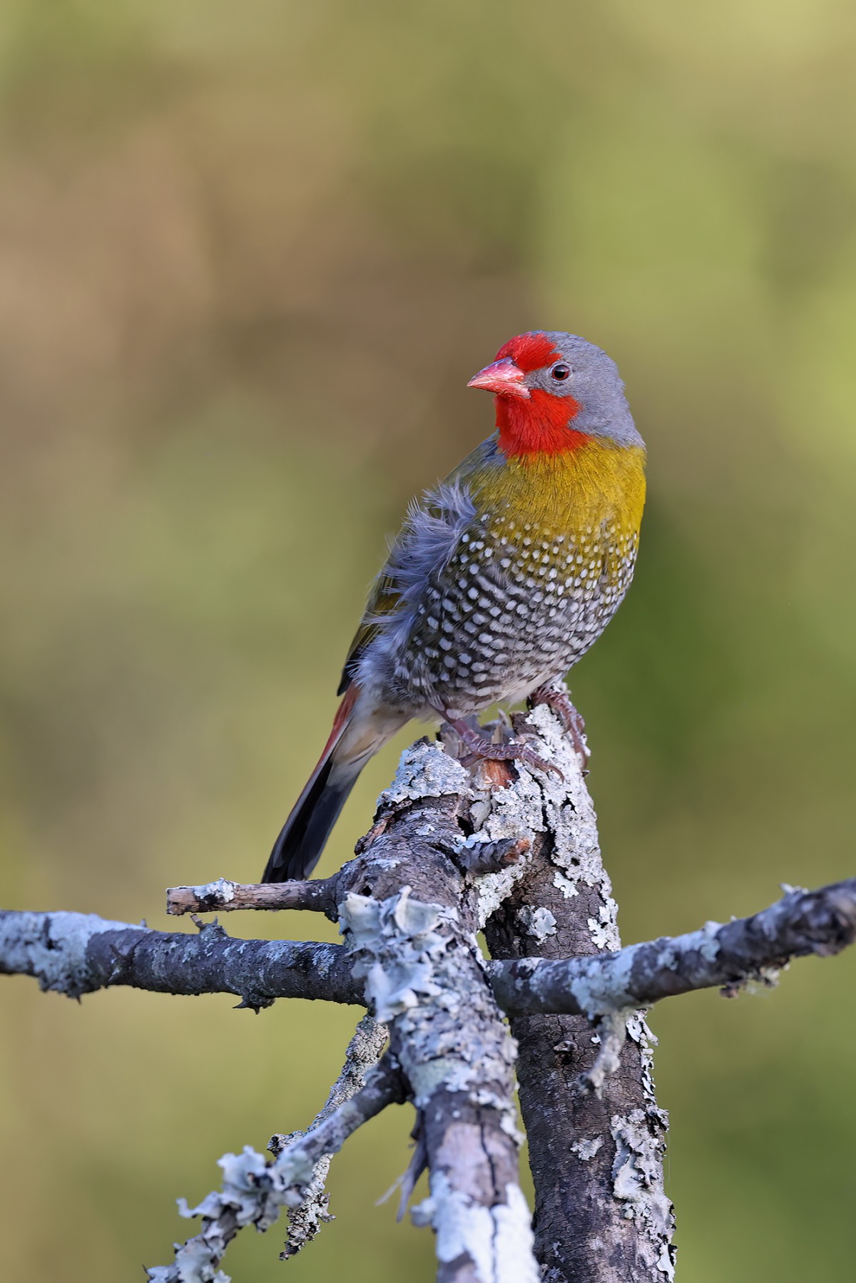 Green-winged_Pytilia_-_Mavela