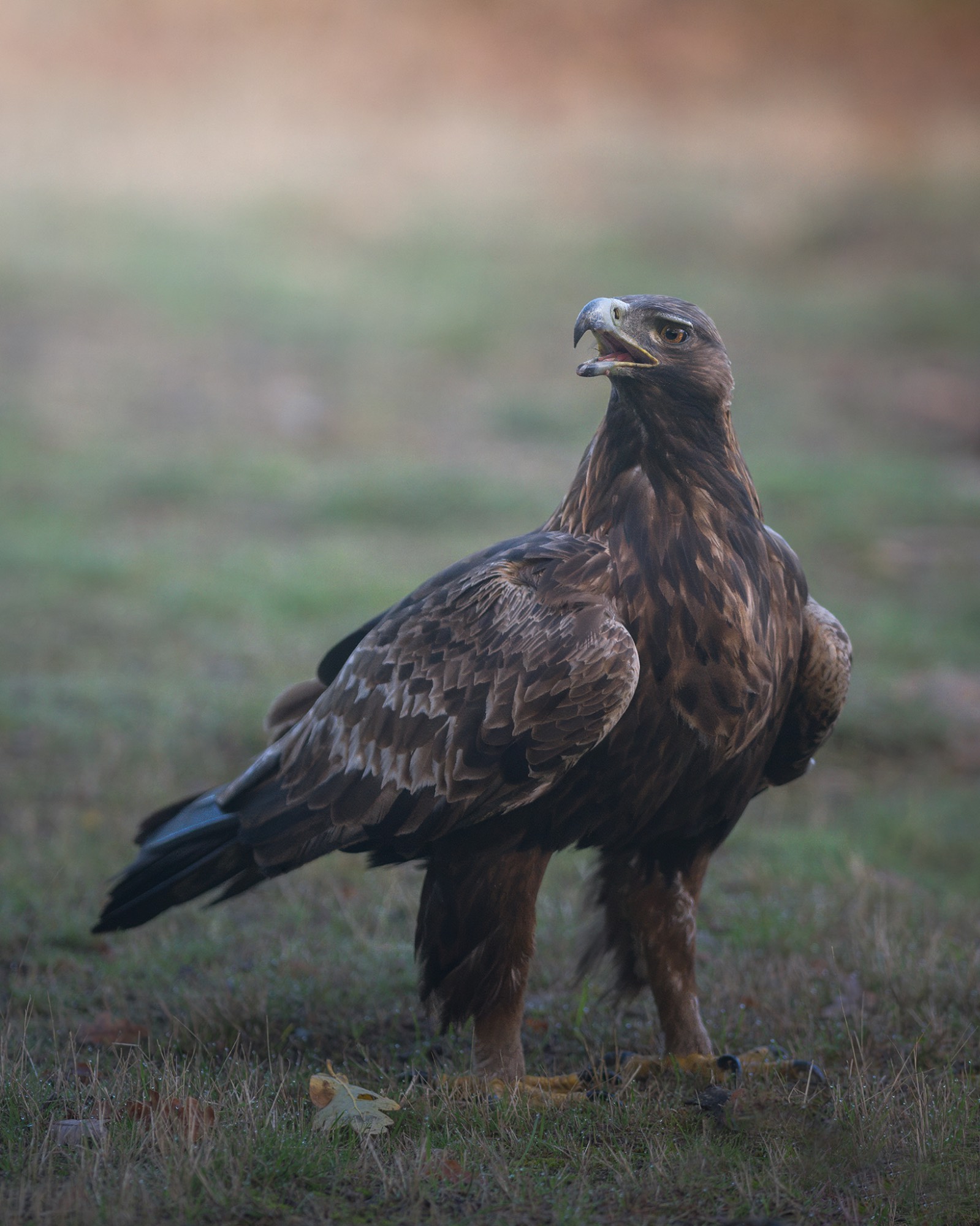 Z91_2712WEB