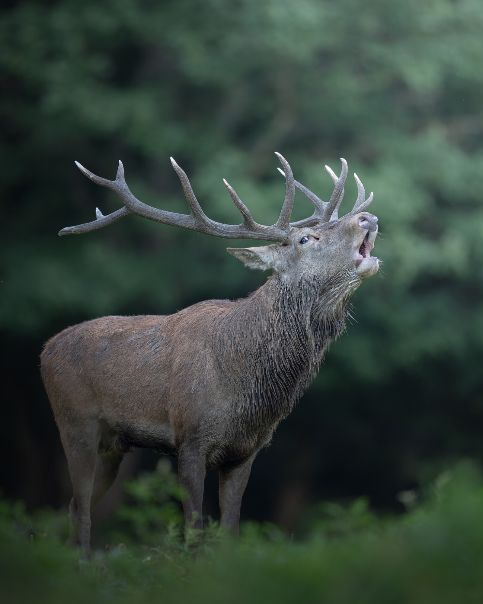 _E4A3786WEB _E4A3786WEB