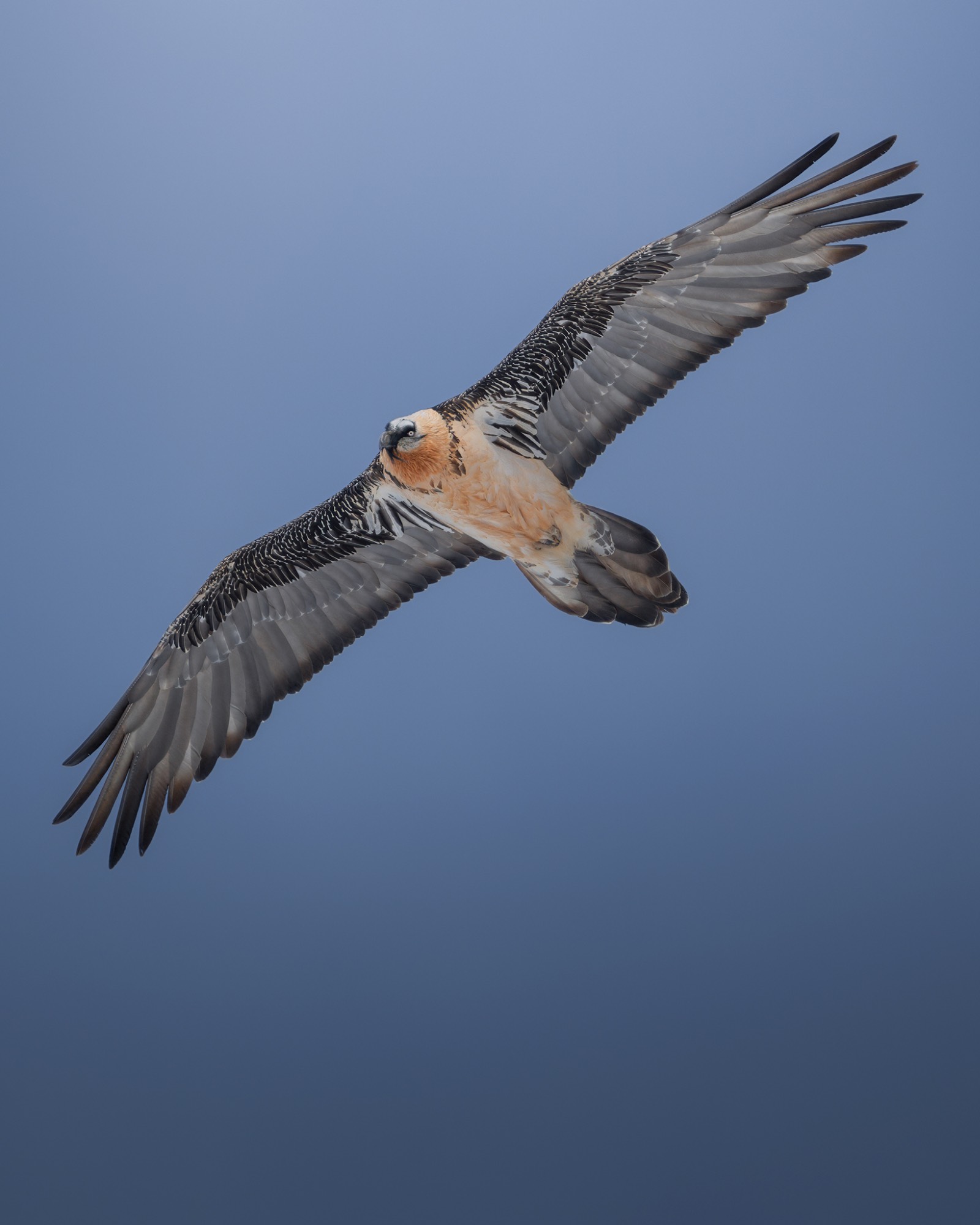 DSC_2287WEB