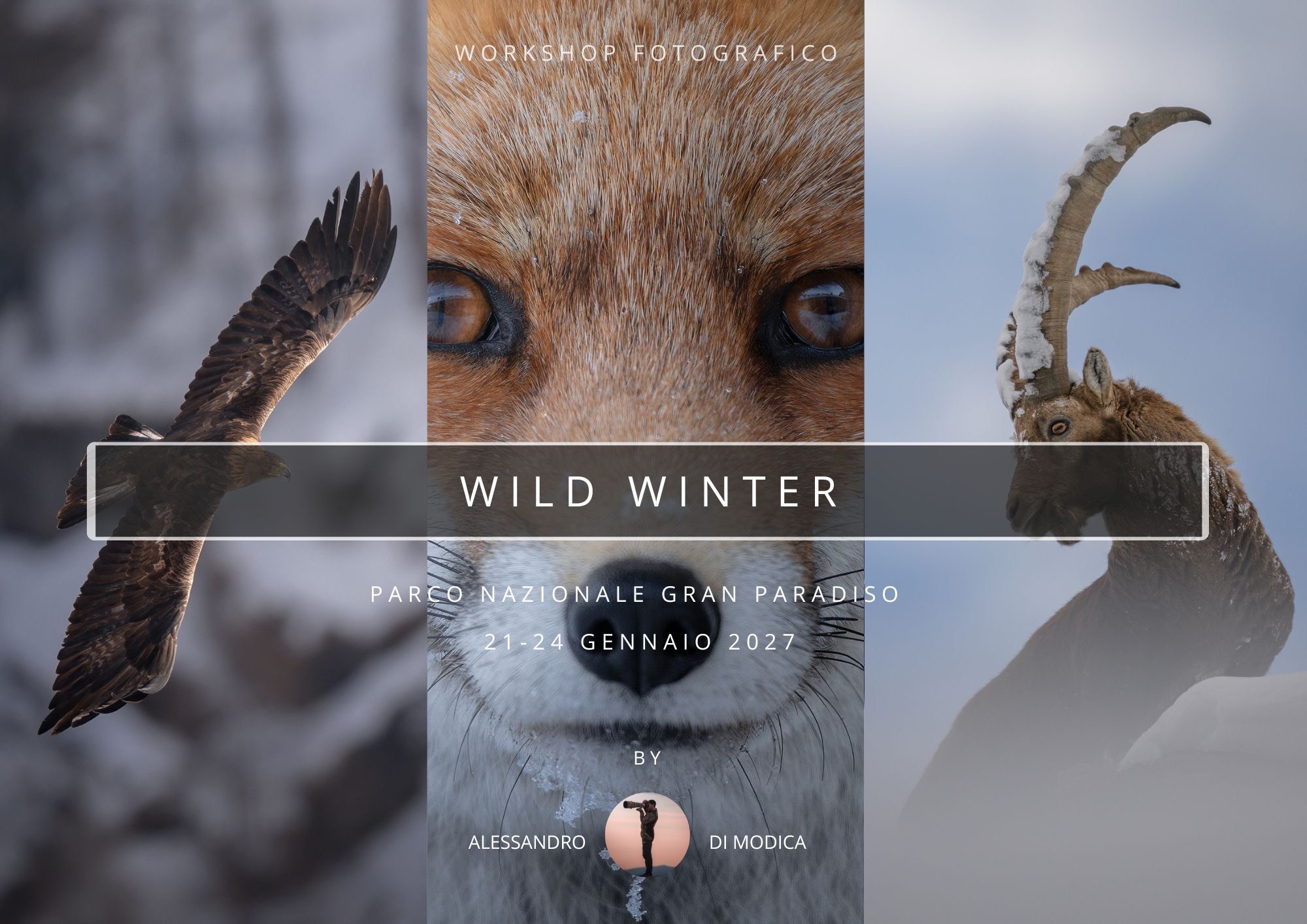 WILD WINTER