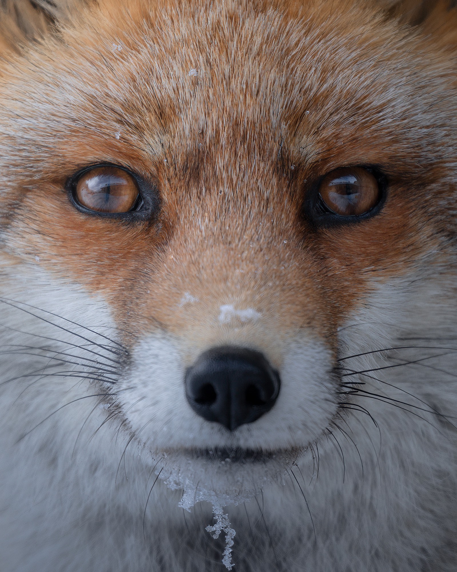 DSC_3390WEB-RITRATTO