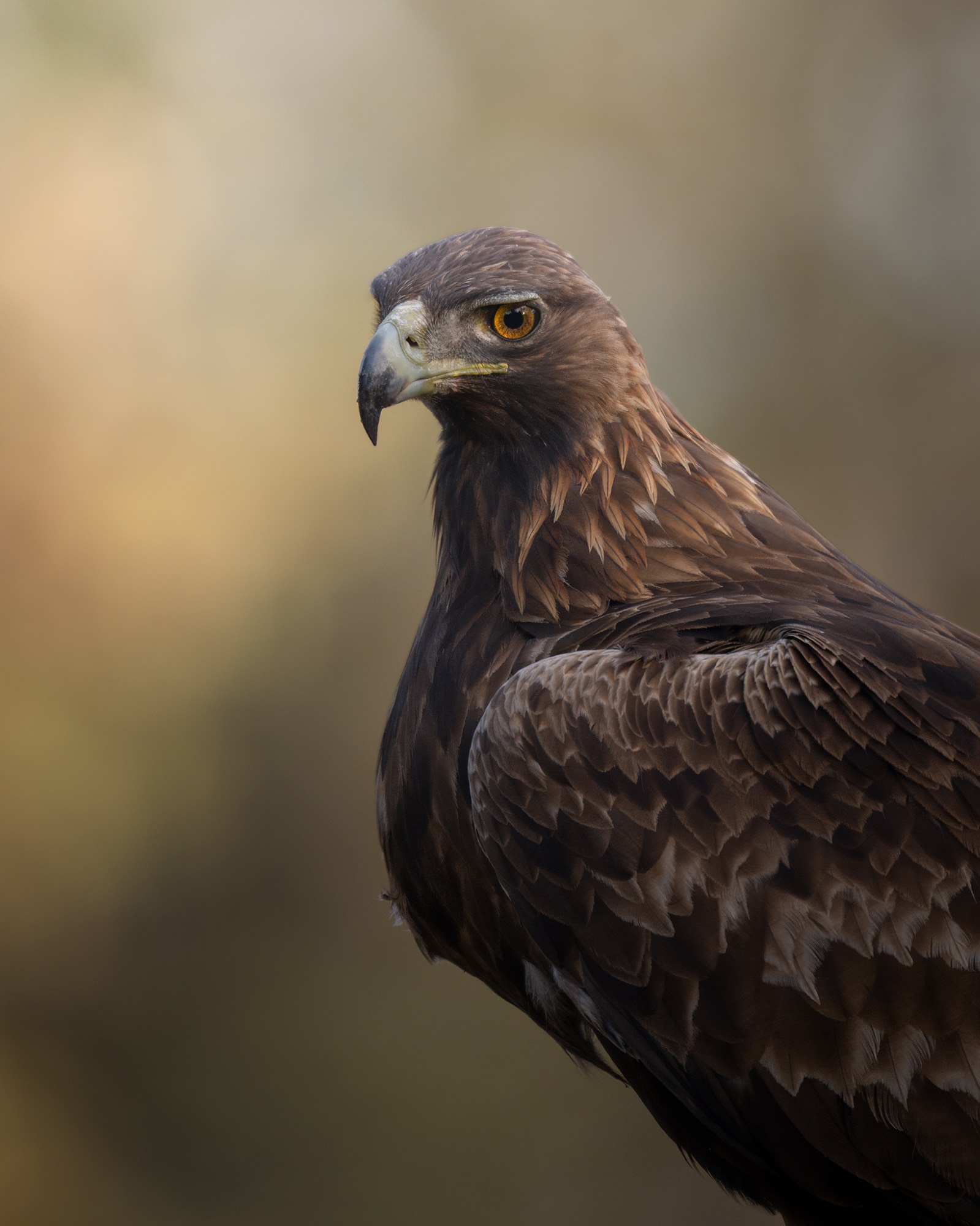 Z91_5735WEB Z91_5735WEB