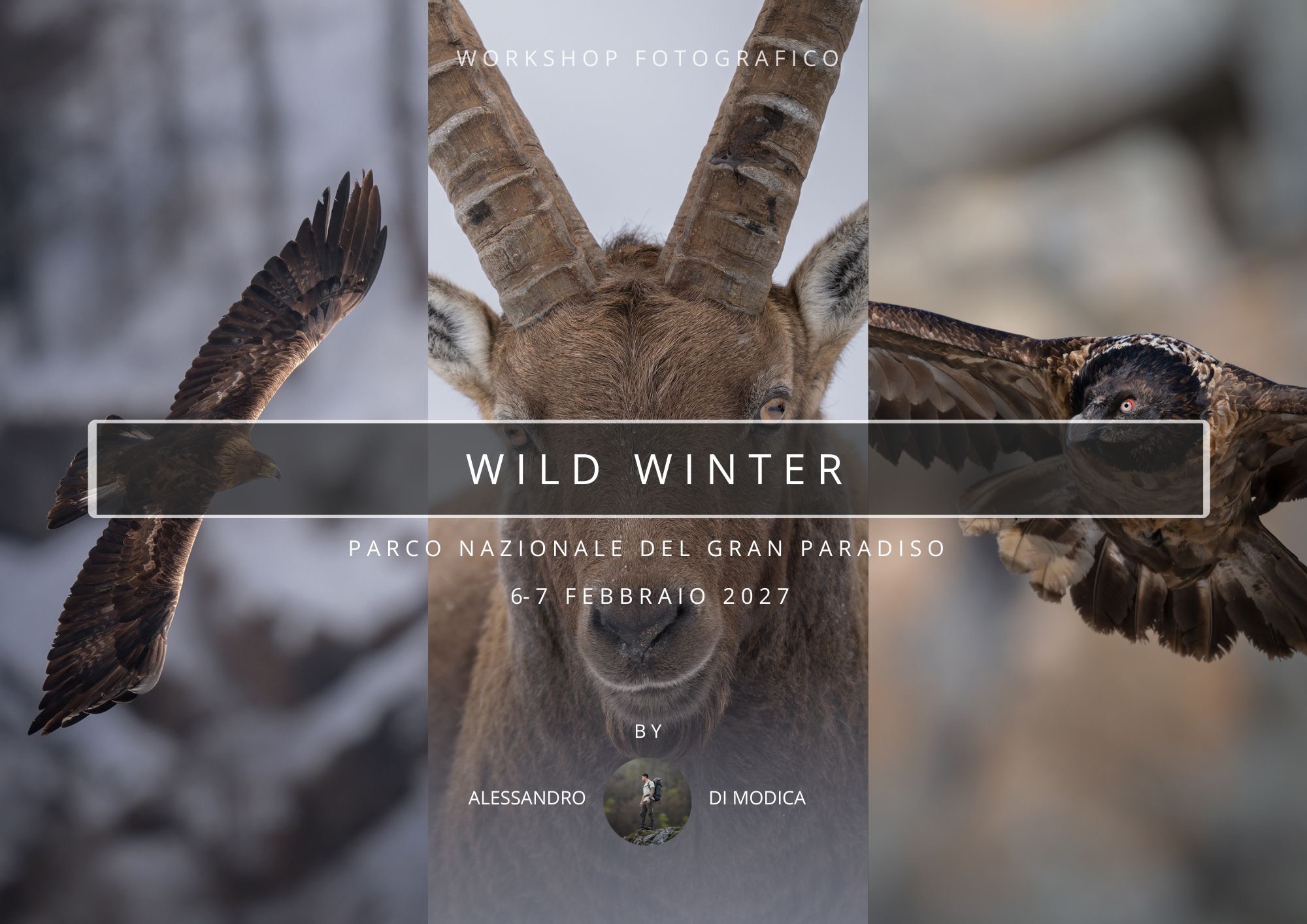 WILD WINTER