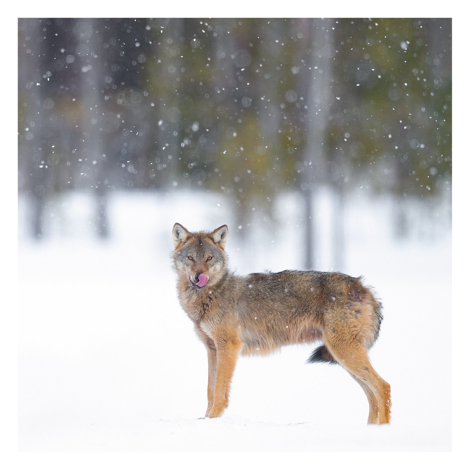 LOUP_GRIS_DSC_0639 LOUP_GRIS_DSC_0639