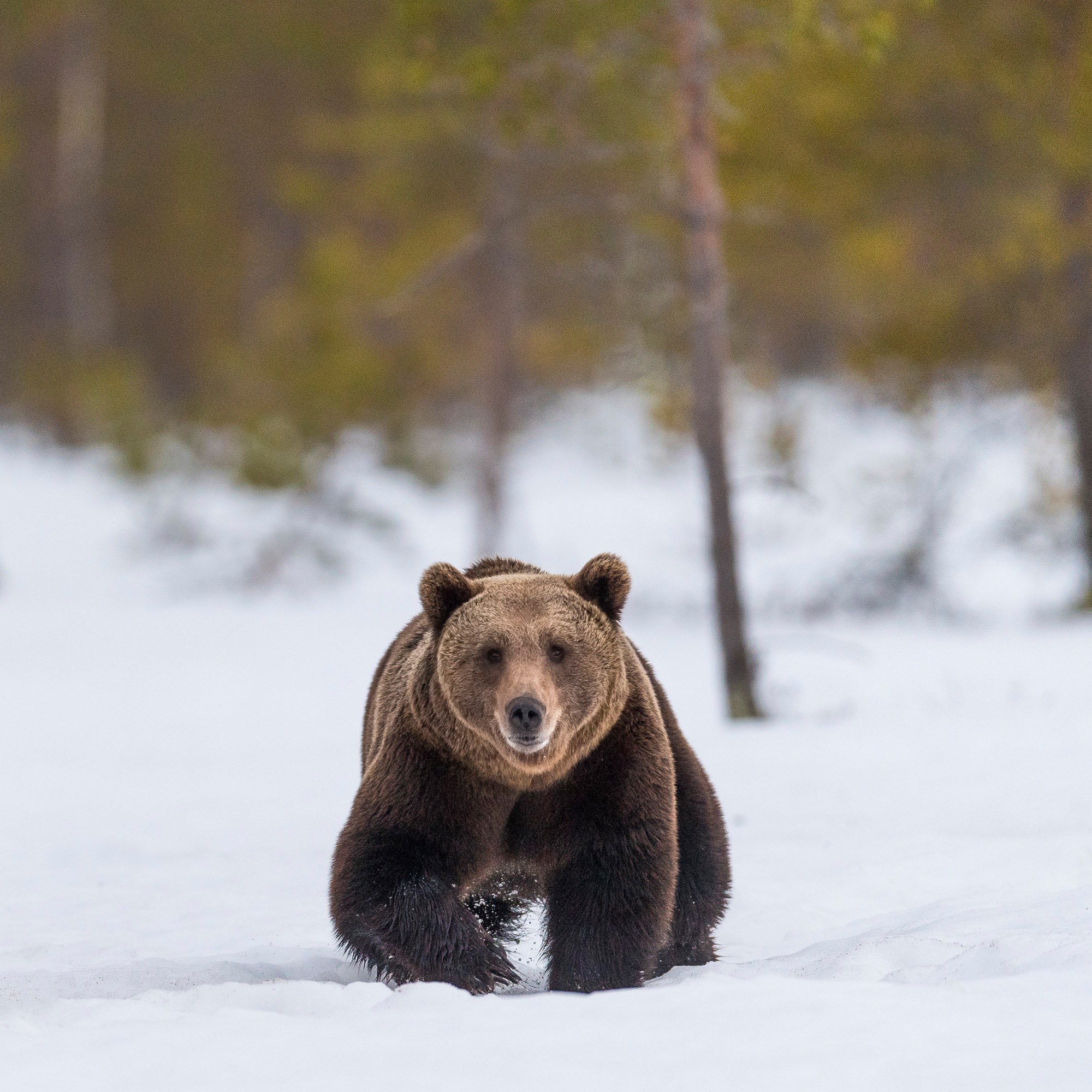 OURS_BRUN_DSC0327 OURS_BRUN_DSC0327