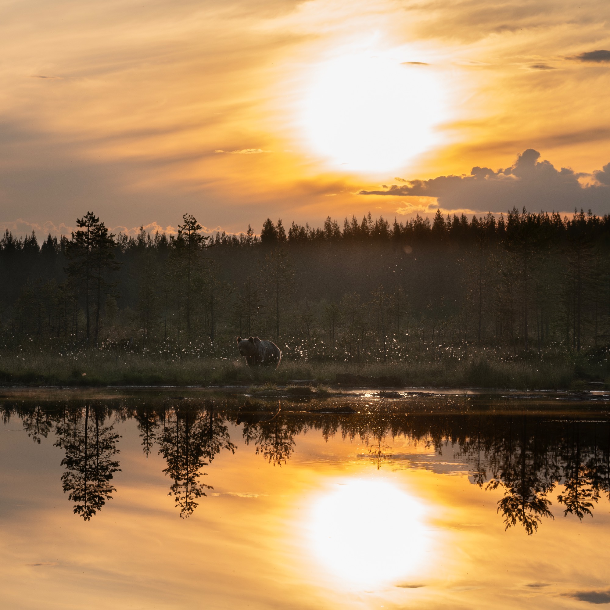 OURS_BRUN_L1030561 OURS_BRUN_L1030561