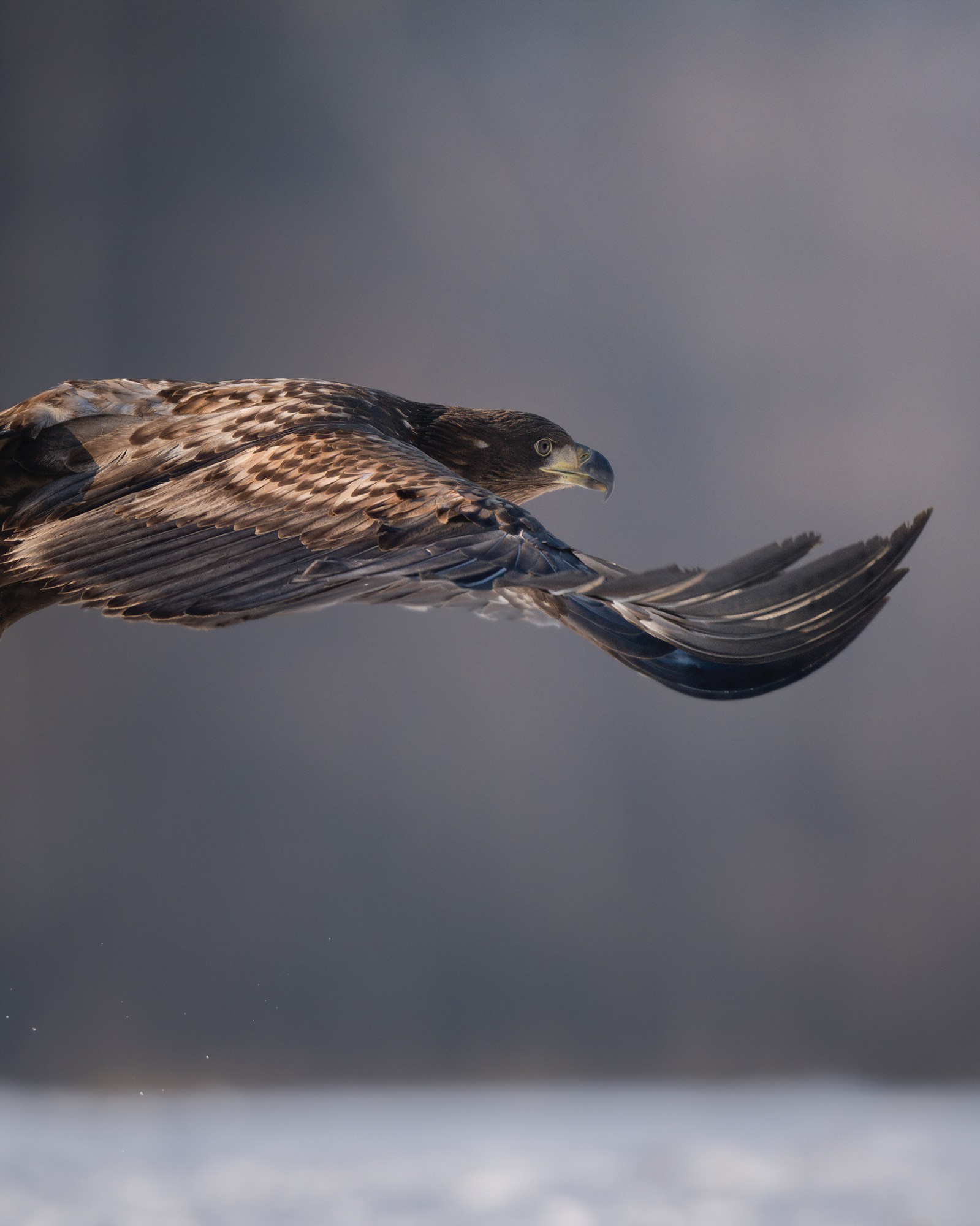 DSC_3542WEB2 DSC_3542WEB2