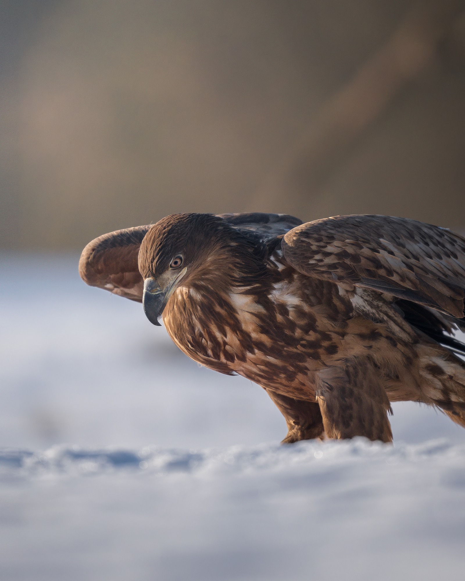 DSC_8202WEB DSC_8202WEB