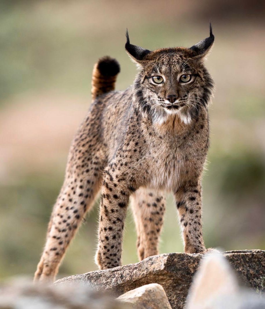 0a6ab160-2598-4f76-819c-662f5a67ed28 0a6ab160-2598-4f76-819c-662f5a67ed28