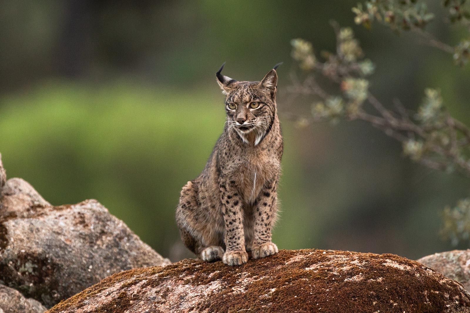 90f231a8-032e-4805-ad1b-9e10d46ead8a