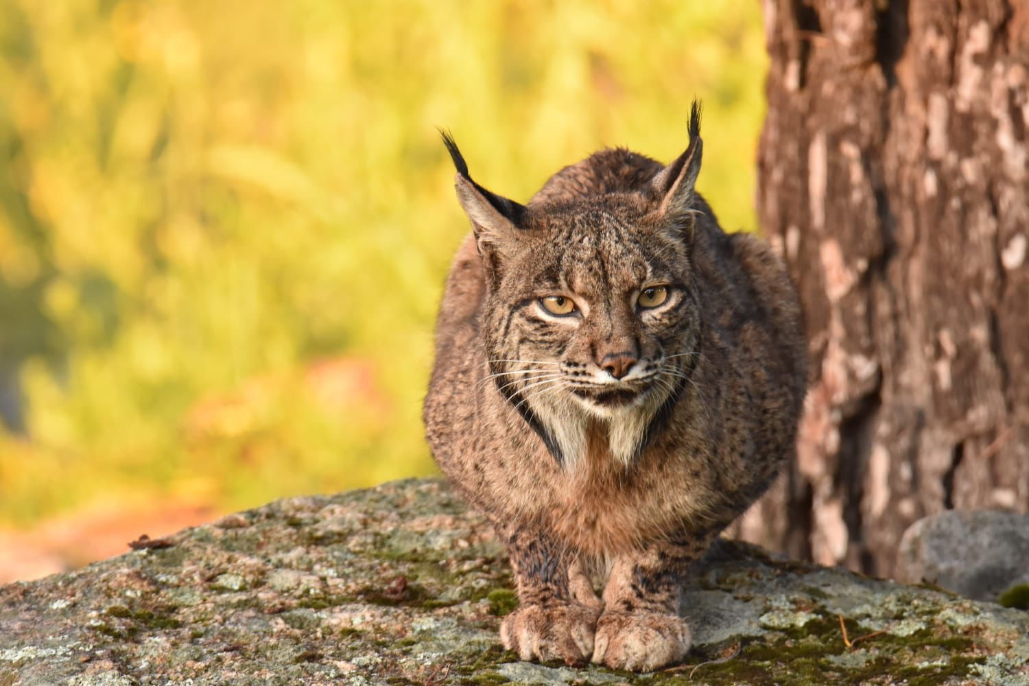 c02ca1b4-3c5b-46f5-8ca7-5538b52dd18f