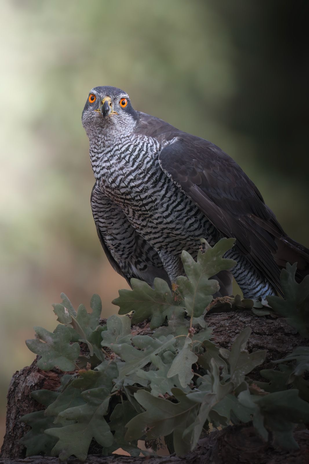 0c054609-0c10-4448-808e-2b9fcb0c8cc0