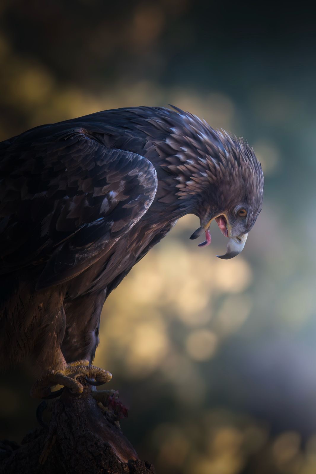 376c2f72-7122-4b43-a2e5-34d5ac79e71c