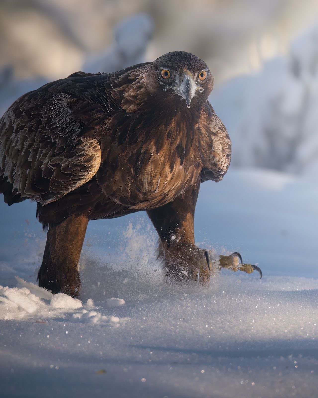 a7974153-1926-466c-bc25-f90084d97777