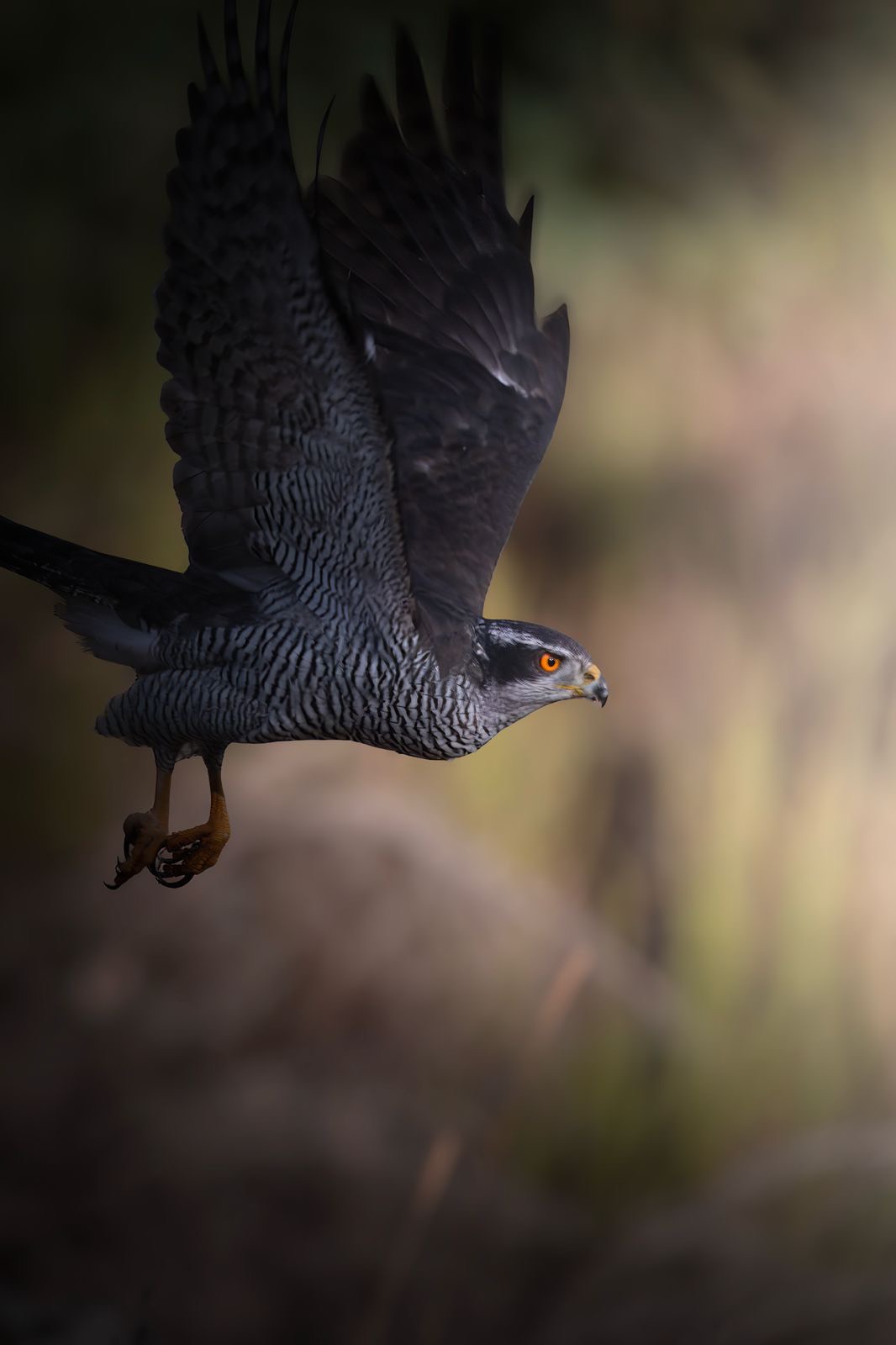 dcf93b17-6e34-46ce-b874-7eb2a240cc77